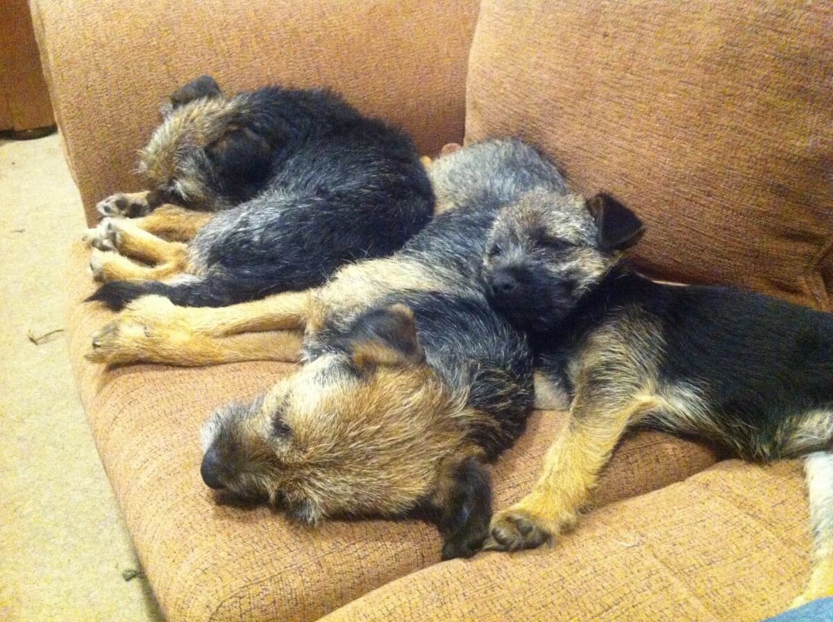 Tegan's Border Terriers sleeping
