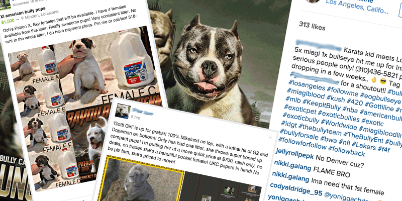 Bully breeders use an aggressive marketing, and it's fine, as long as their dogs are of quality.