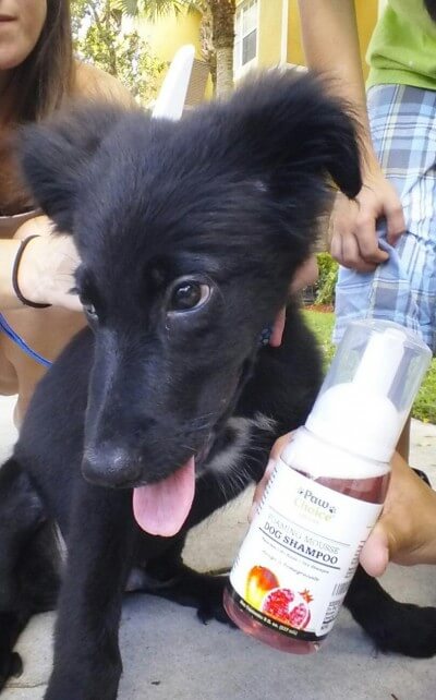 Dry Dog Shampoo, Waterless, No Rinse Foam Mousse