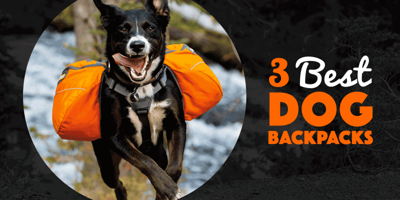 best hiking packs for dogs