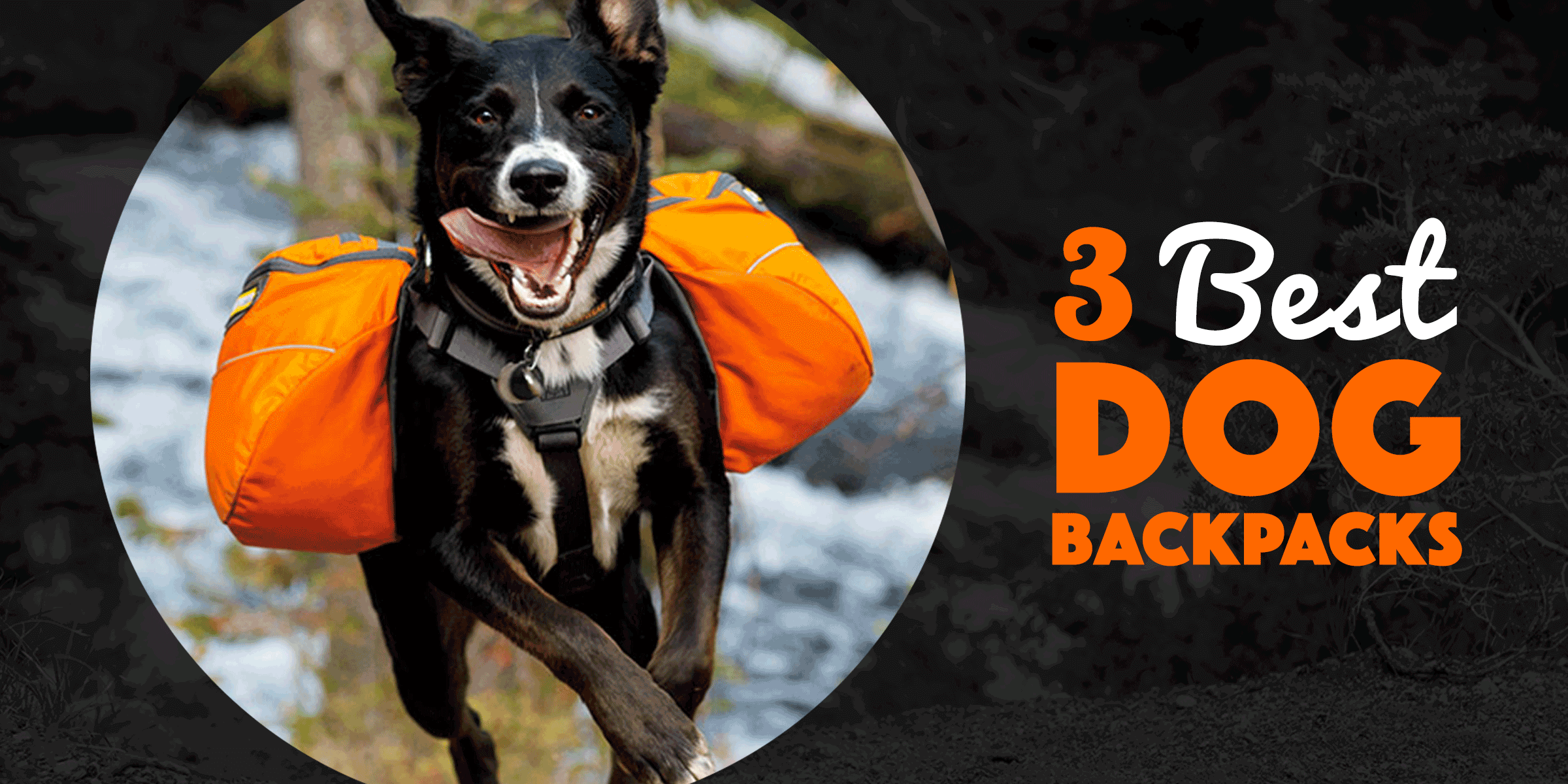 best rated dog backpacks