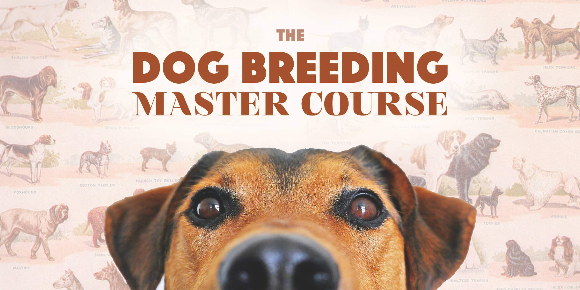 Dog Breeding Course — #1 Online 