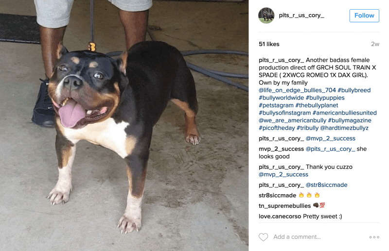 american bully instagram