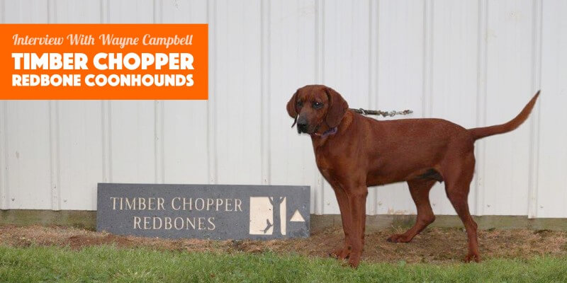 redbone coonhound for sale