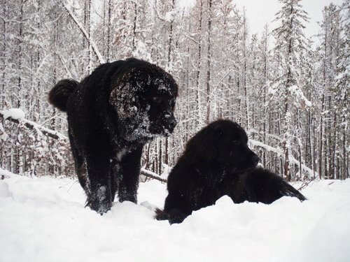 Heaven On Earth Newfoundland Dogs