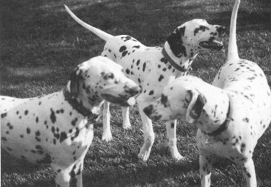 dalmatian backcross project dogs