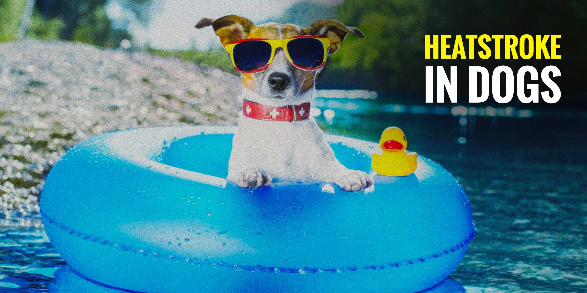 How Do You Help A Dog With Heat Stroke