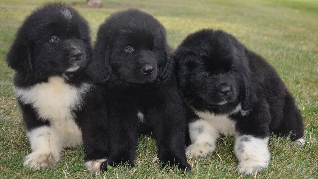 Newfoundlands Puppies