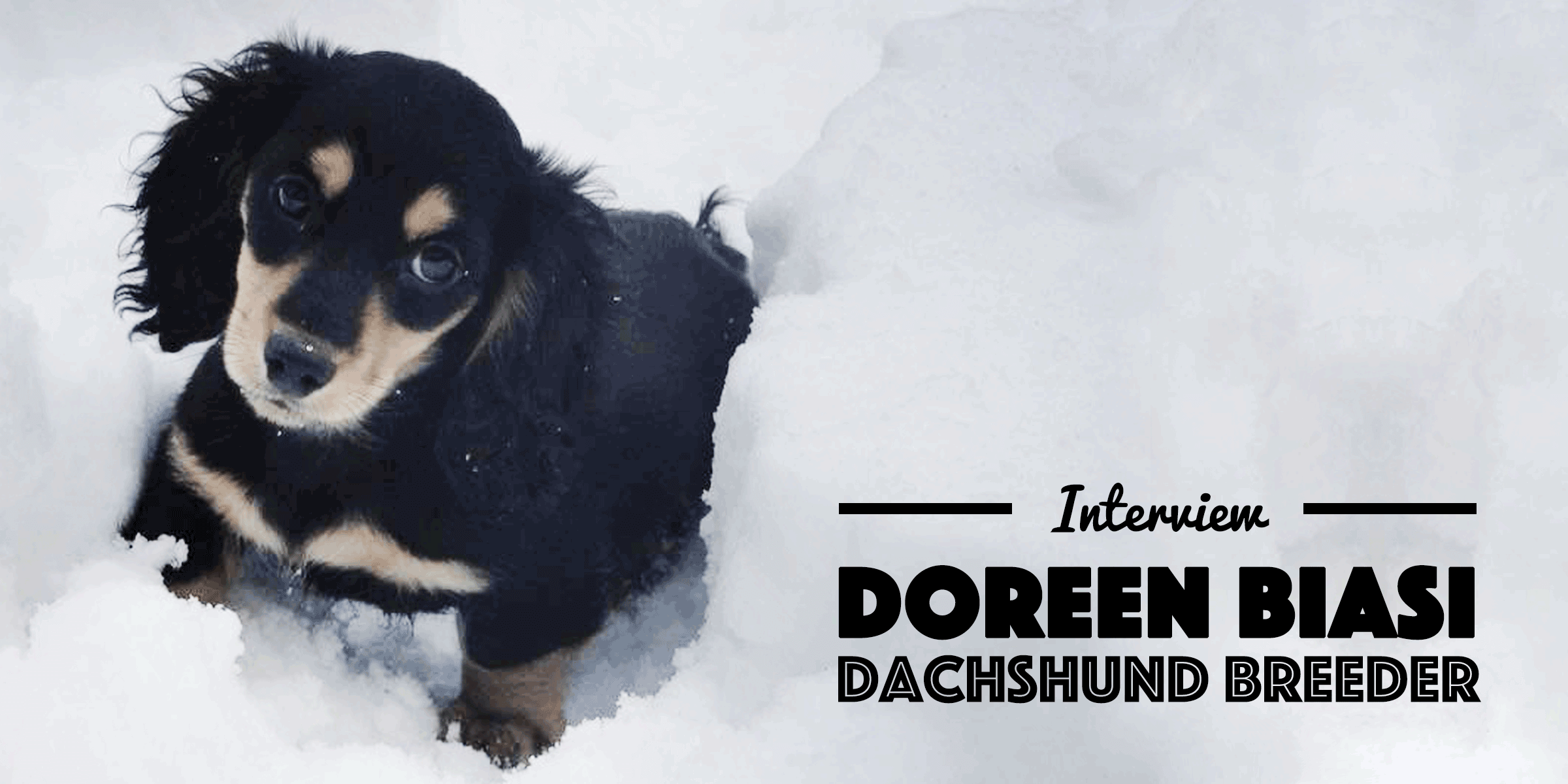 Interview W Doreen Biasi From Akc Dachshund Ny