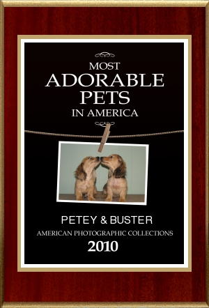 AKCDachshundNY Award