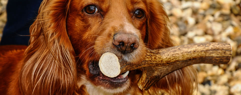 antler dog chew