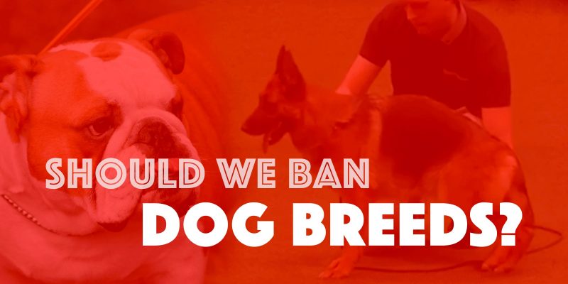 Should We Ban Dog Breeds? An Expert's Take On Breed Standards