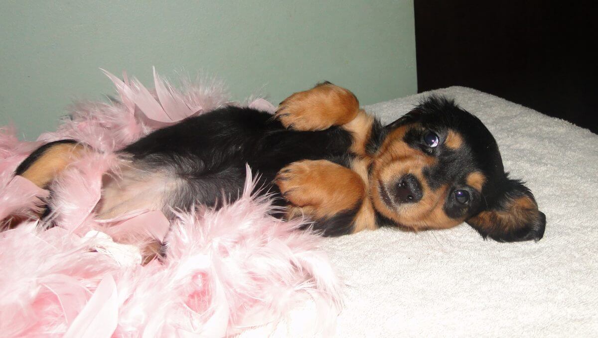 dachshund puppy