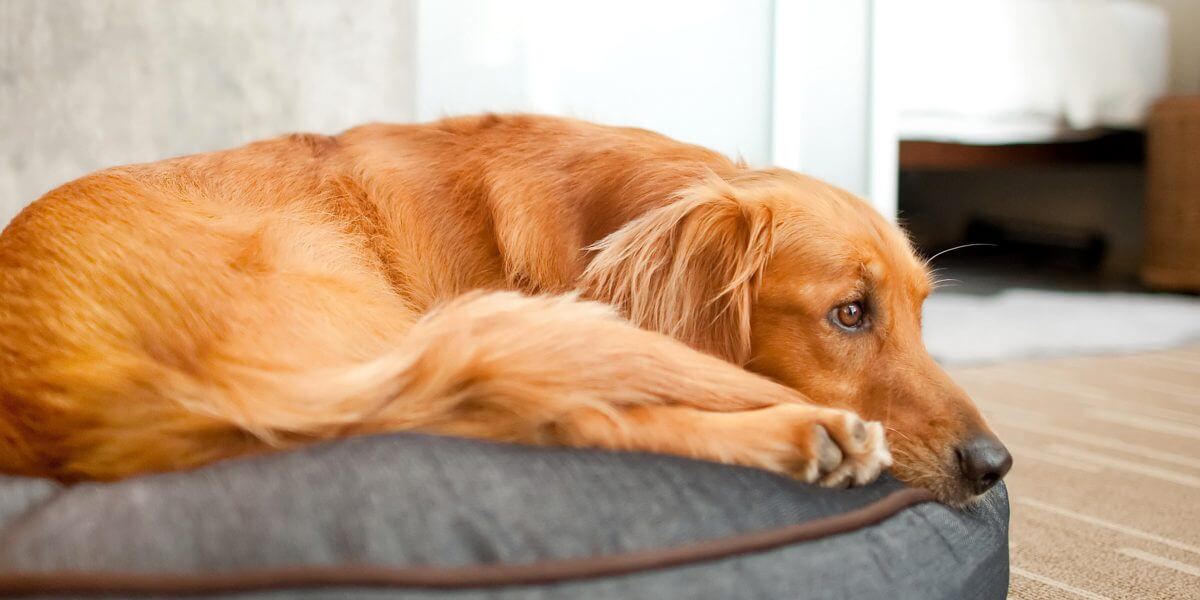7 Best Dog Pillows — Comfortable And 