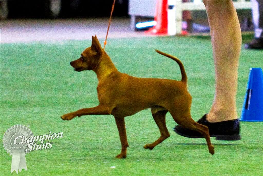 Kimberly Dorsey Berlyn miniature pinscher