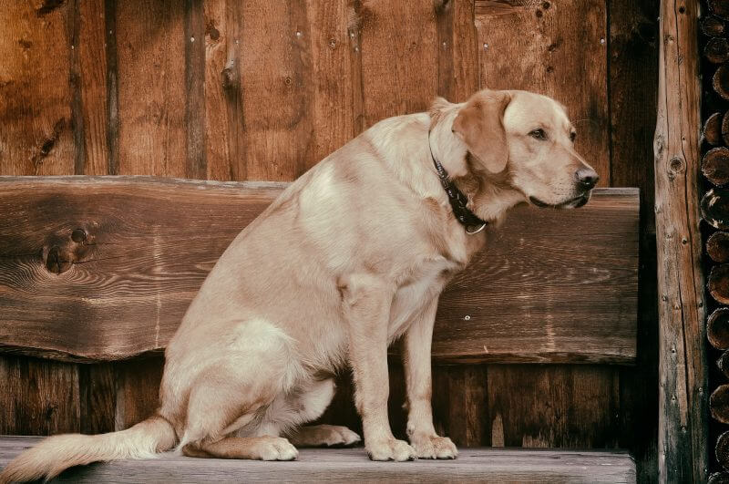 MSM and Glucosamine supplements for old dogs