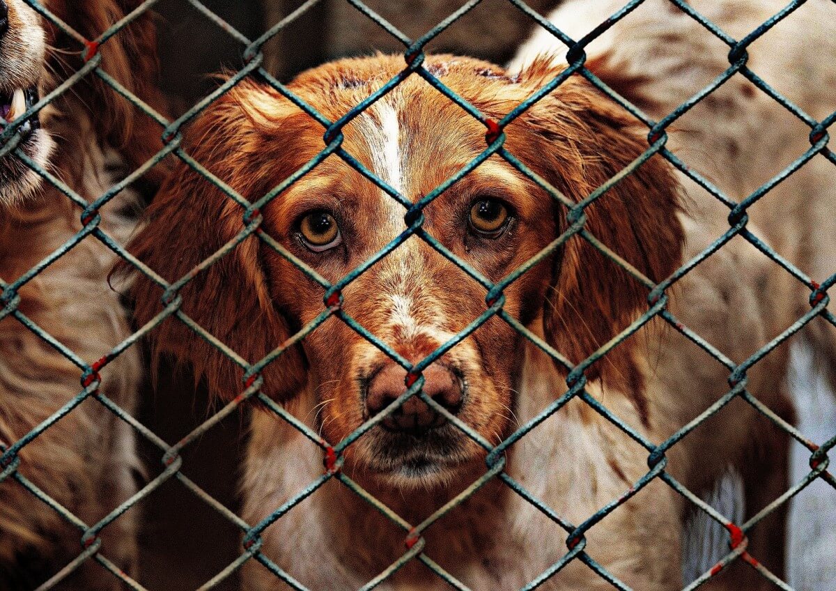 rescue dog in shelter