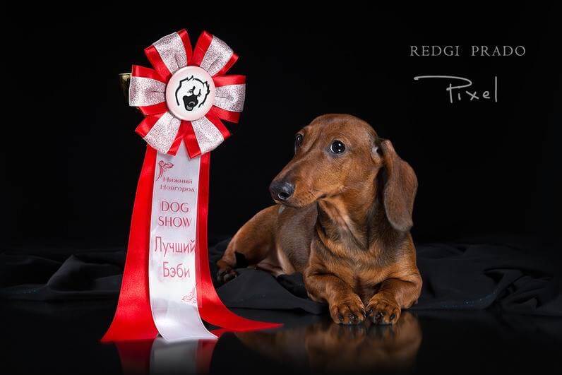 russian dachshund stud