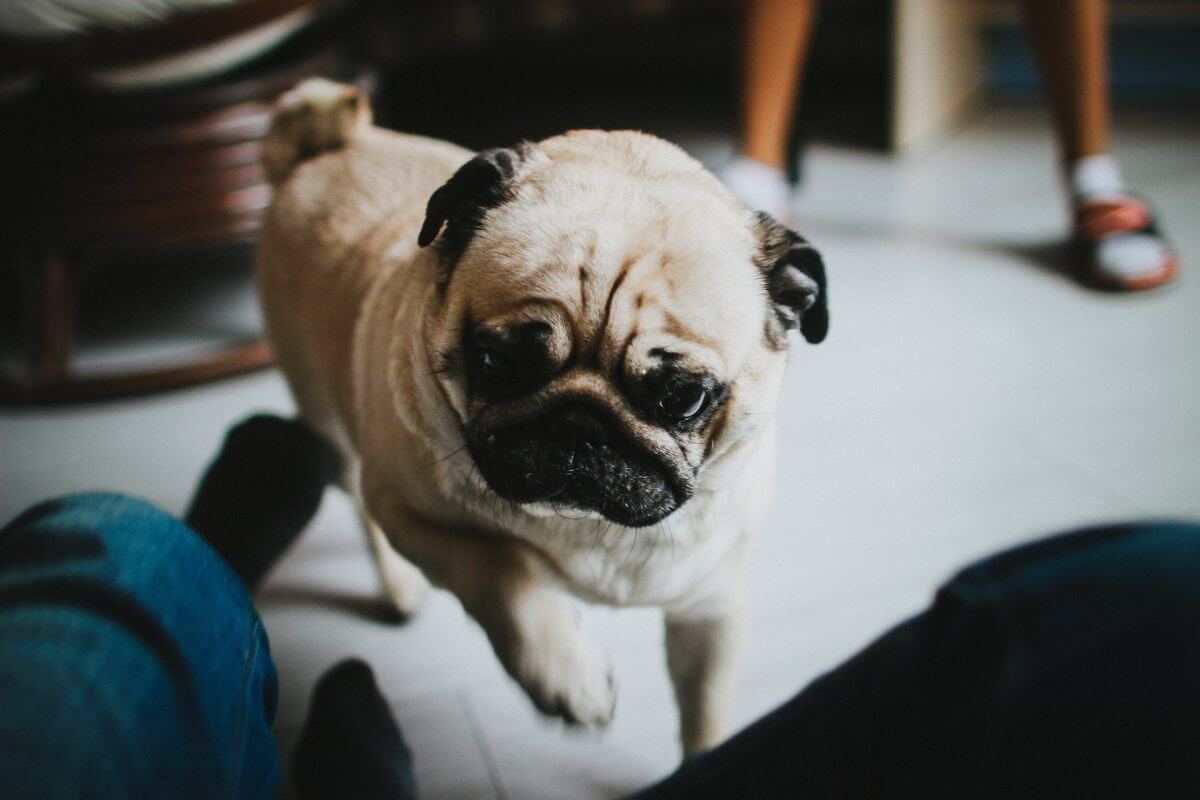 how to breed pugs