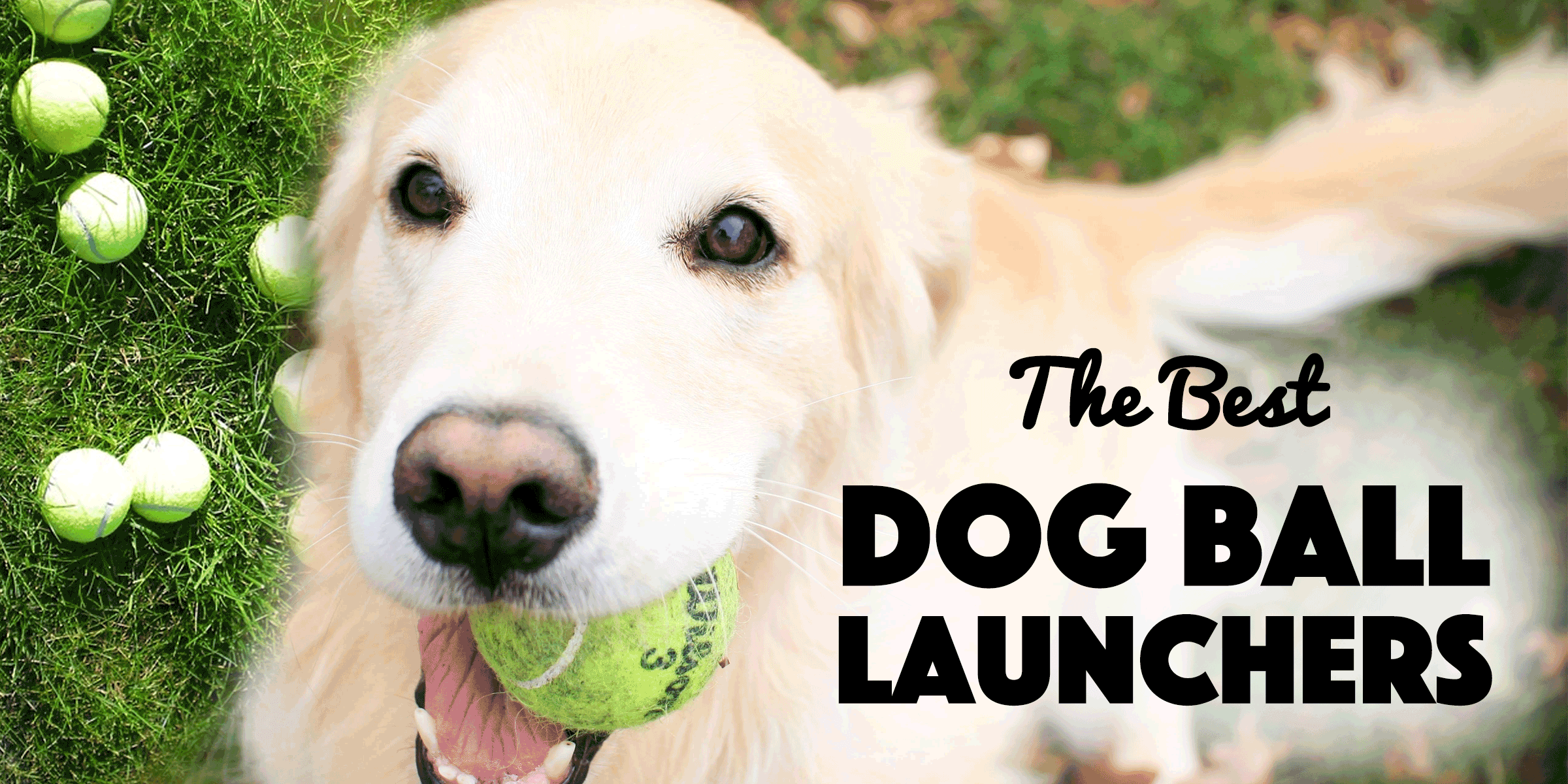 ball launchers for dogs
