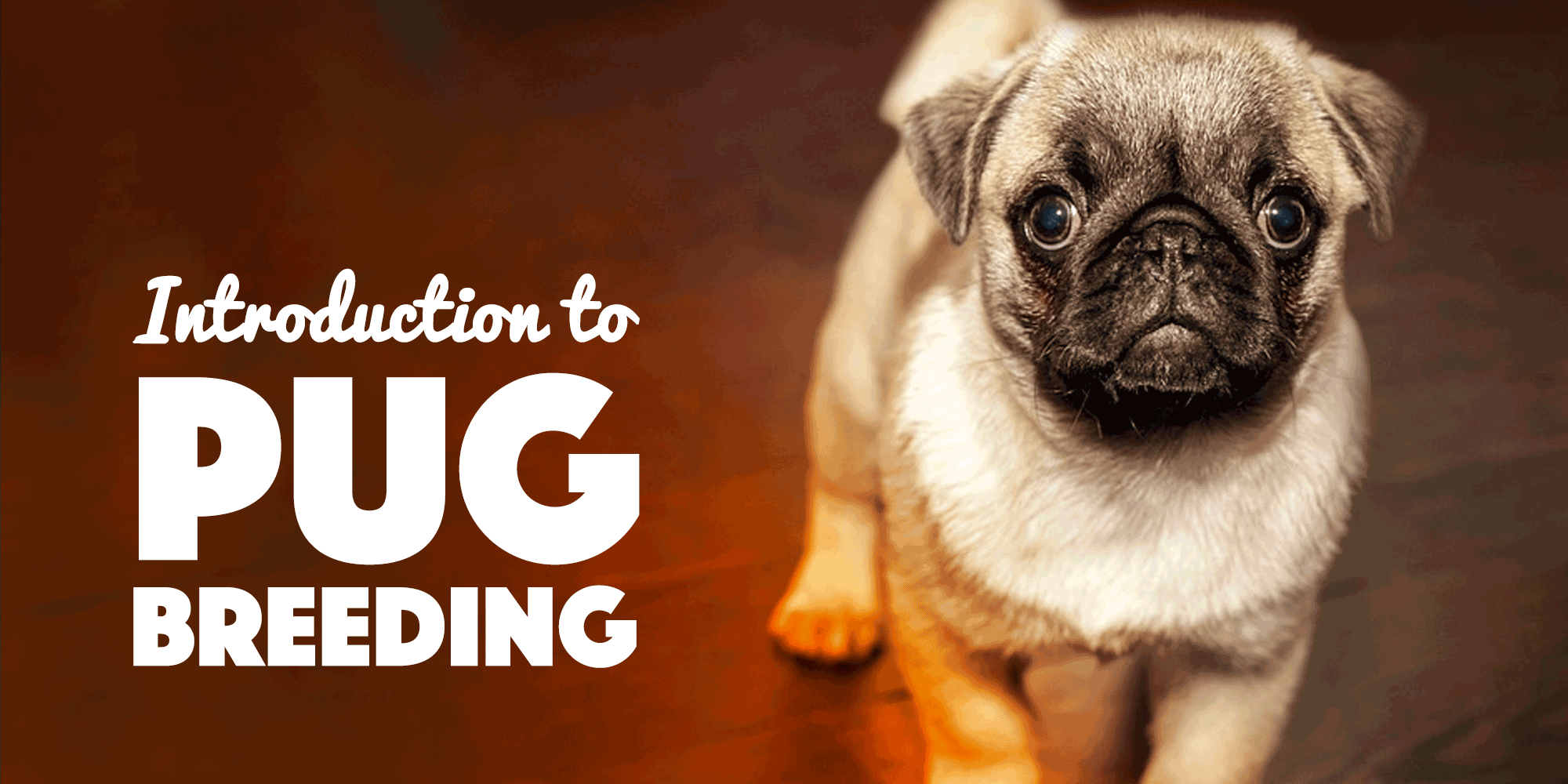 pug breeding guide