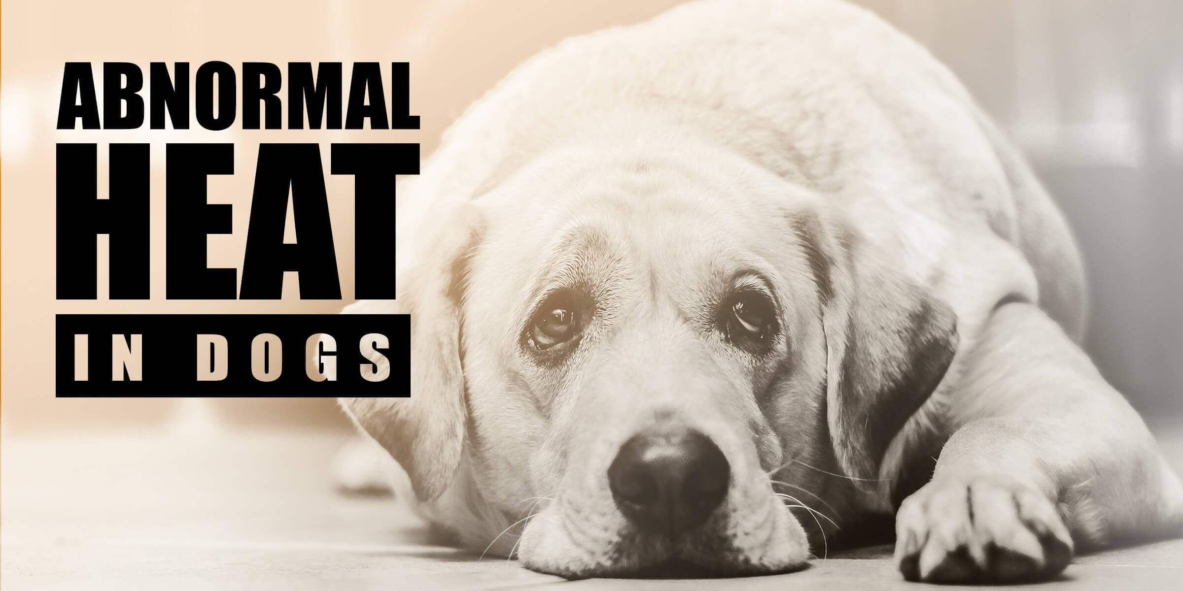 early signs of heat in dogs