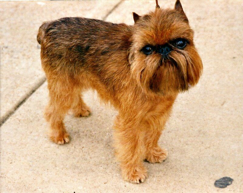 brown Griffon Bruxellois with beard