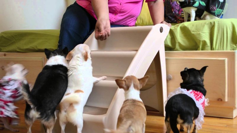 training dog steps