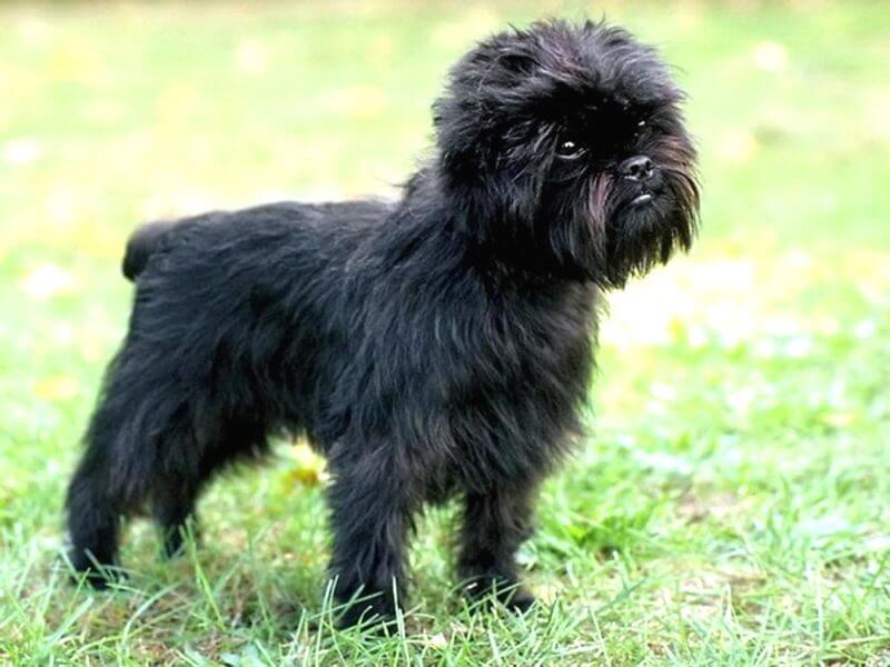 black brussels griffon