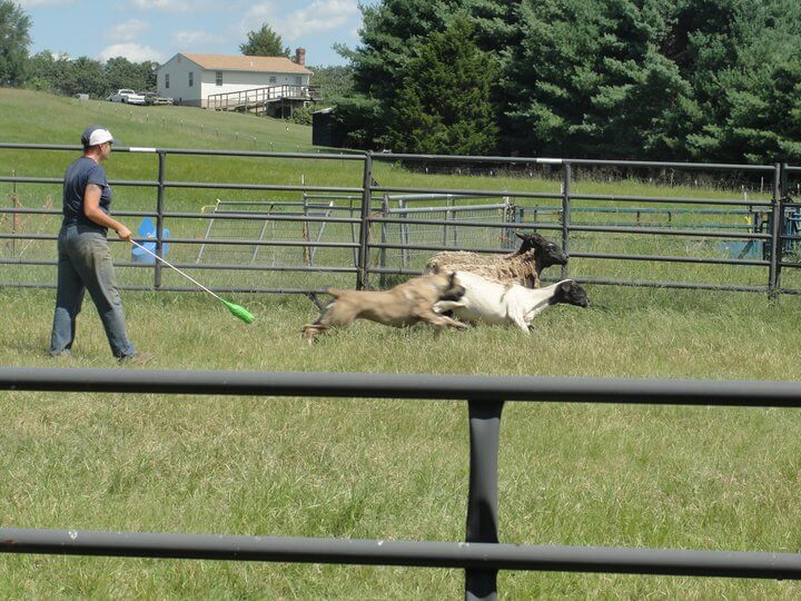 herding boerboel dog