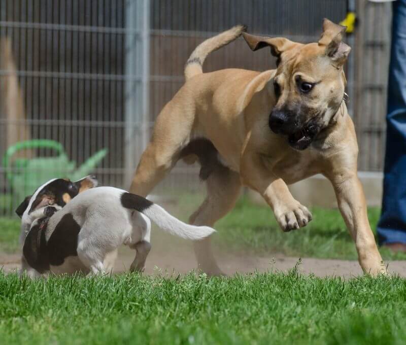 playing boerboel