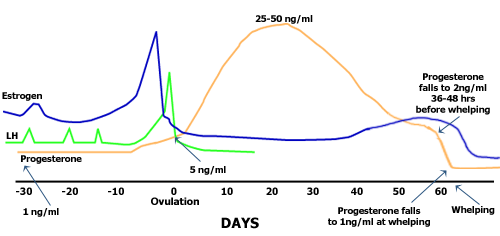 hormone levels during the dog heat cycle