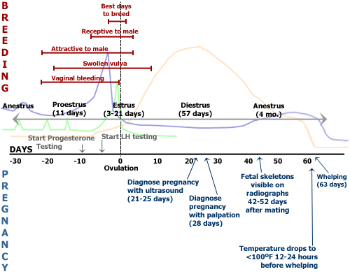 dog heat cycle when to breed