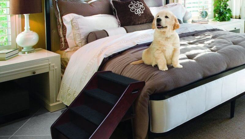dog stairs