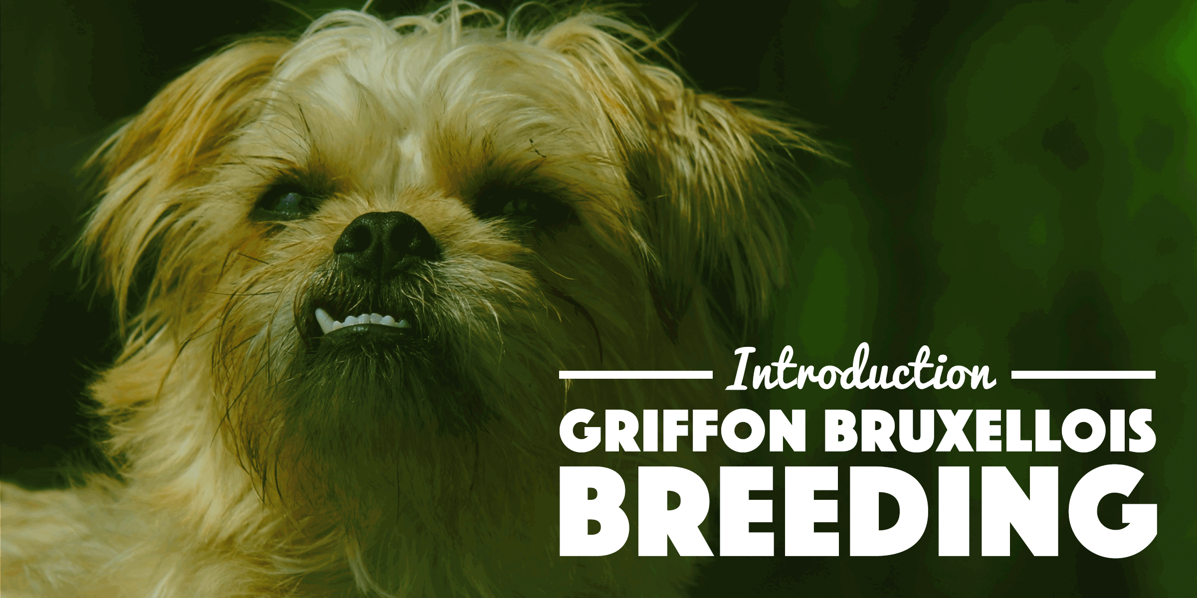 griffon bruxellois colors black & tan