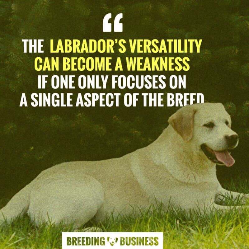 labrador retriever breeding varsatility