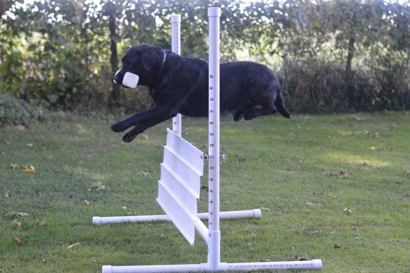 labrador schutzhund