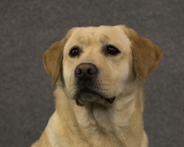 Labrador face