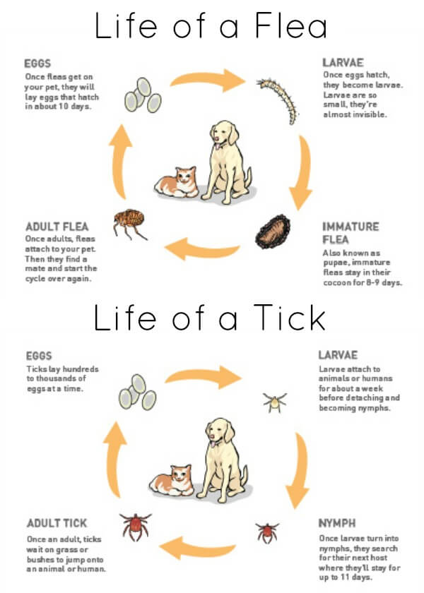 ticks and fleas on dogs treatment