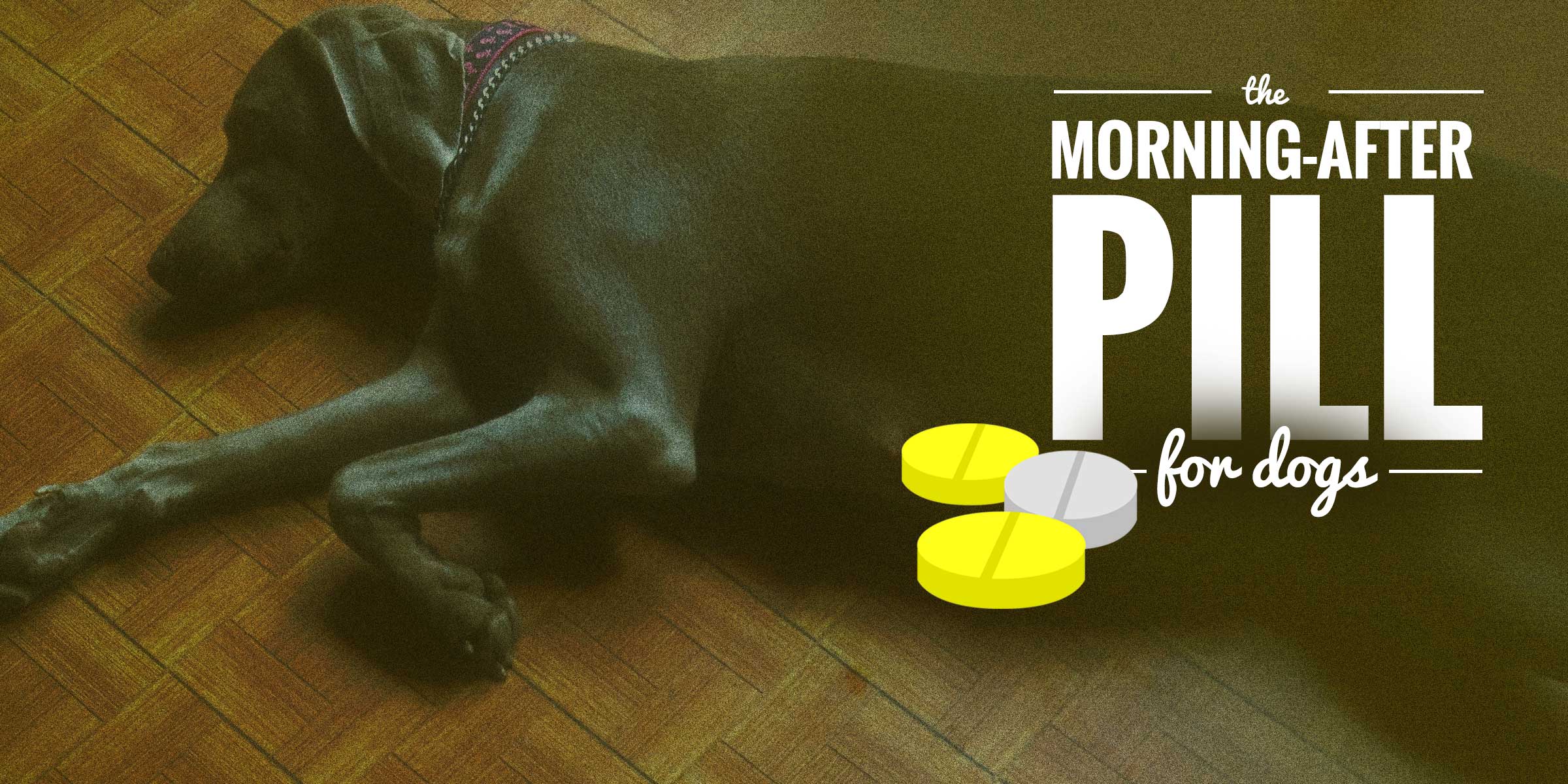 The MorningAfter Pill for Dogs — Explained & Demystified