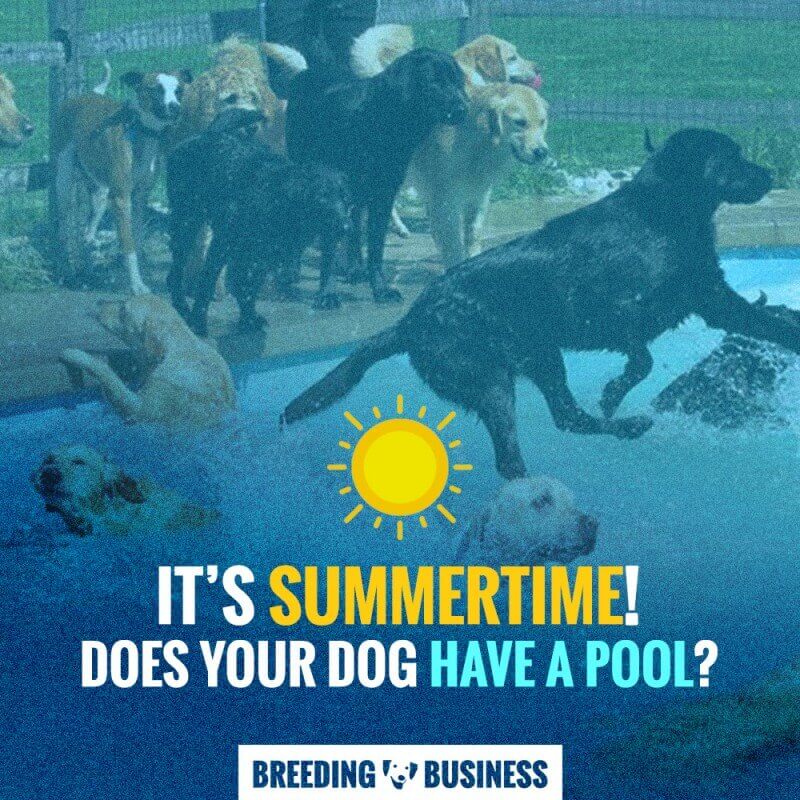 dog pools