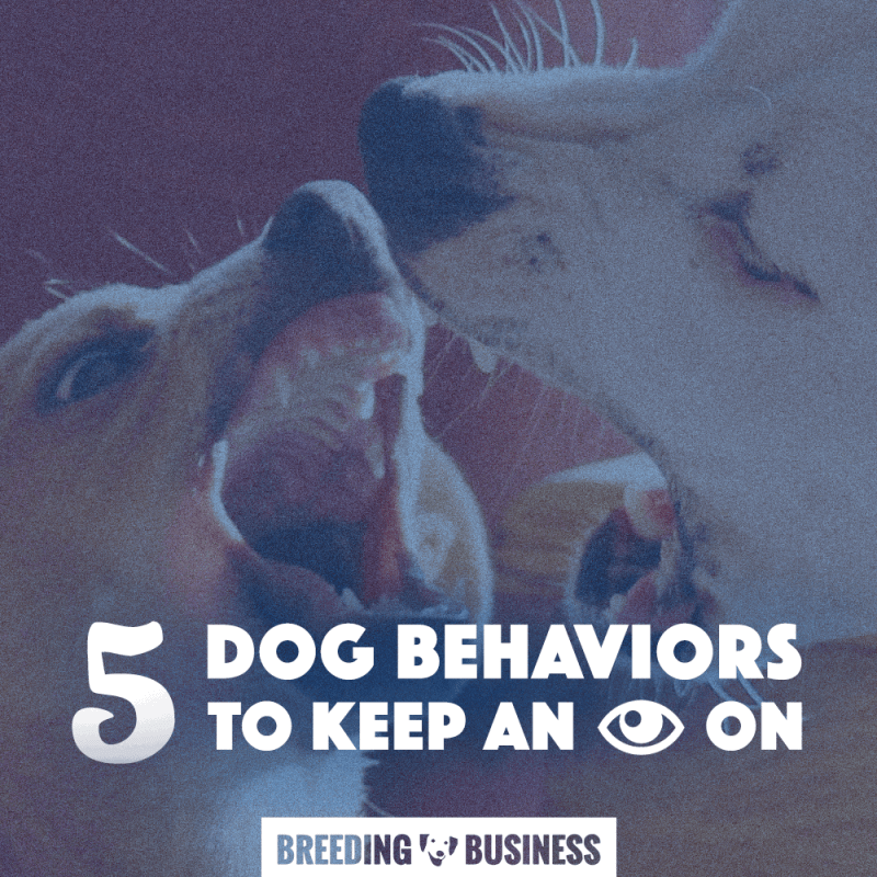 Aggression, Chewing, Begging, Chasing and Excessive Barking