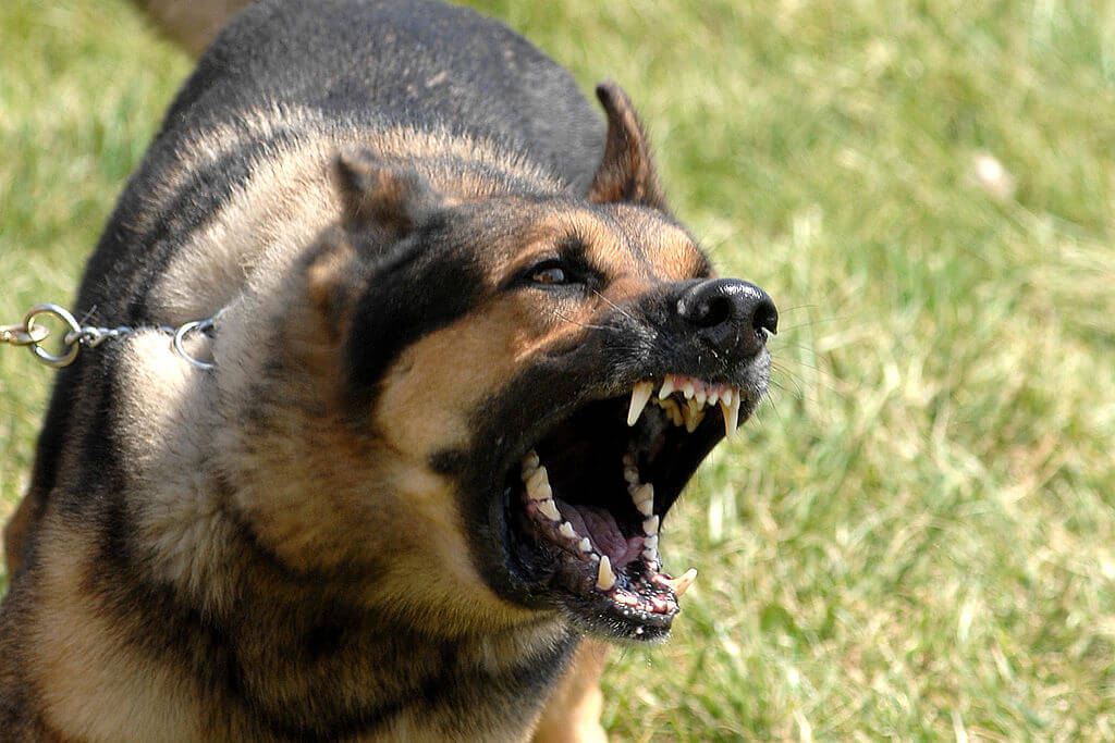 german shepherd dog barking outside