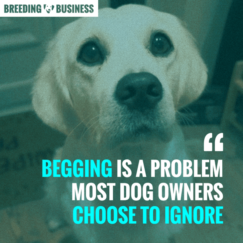 dog begging