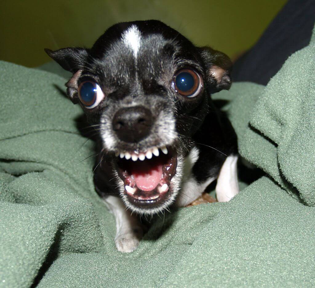aggressive chihuahua dog