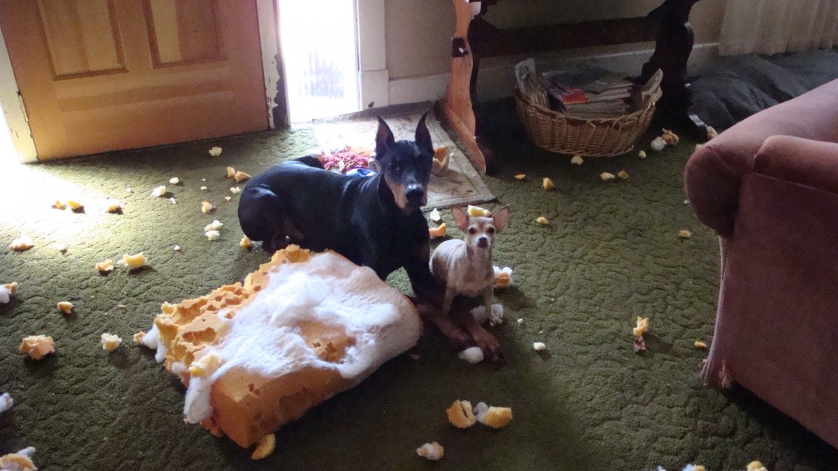 dogs chewing furniture
