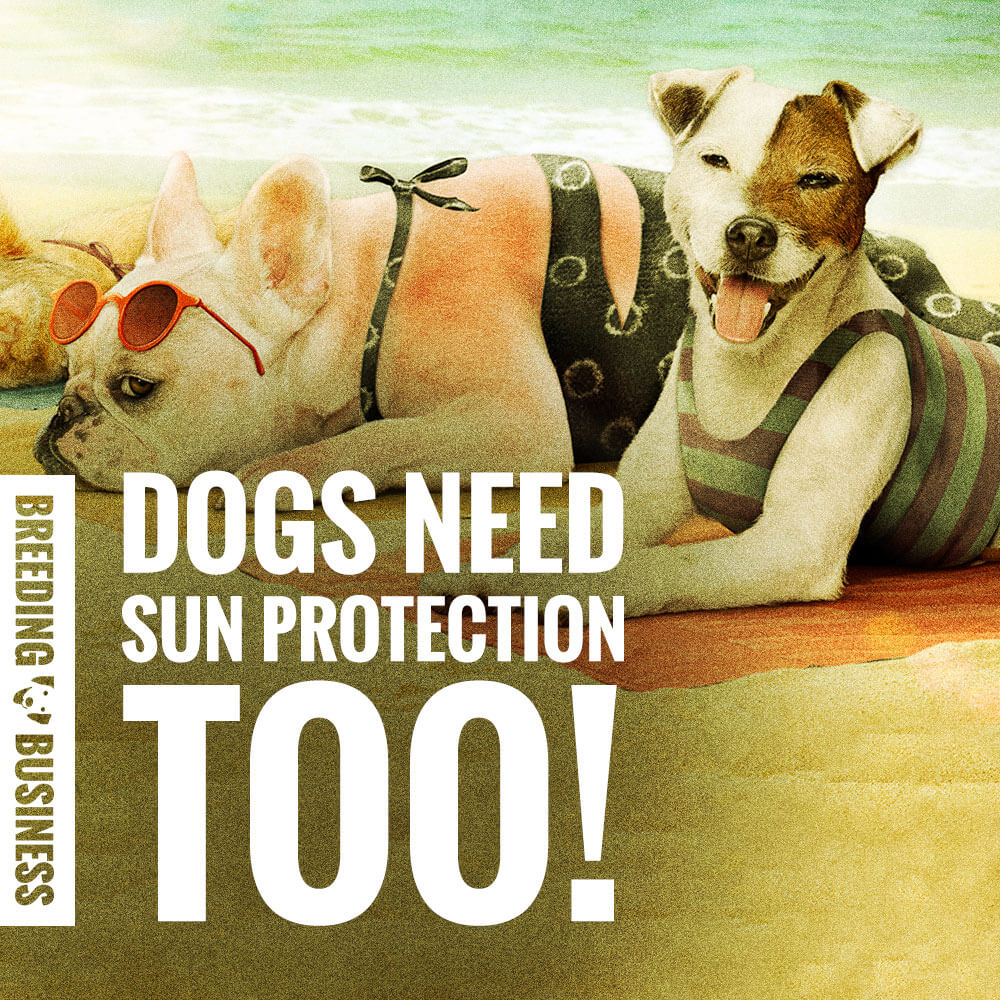 sunscreen for dogs