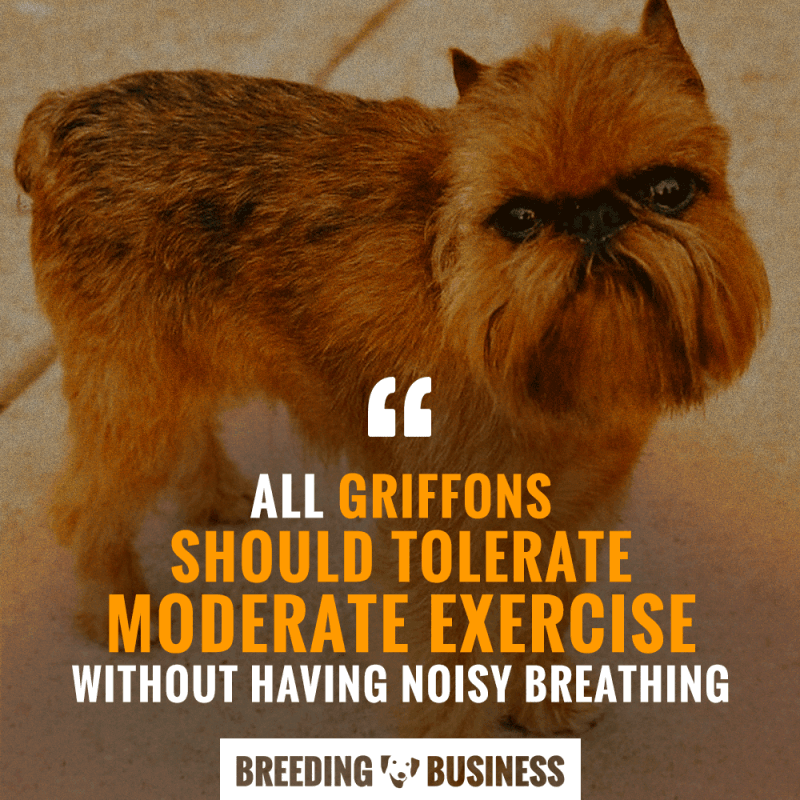 breathing brussels griffon
