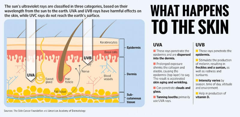Sun UV effects on dogs