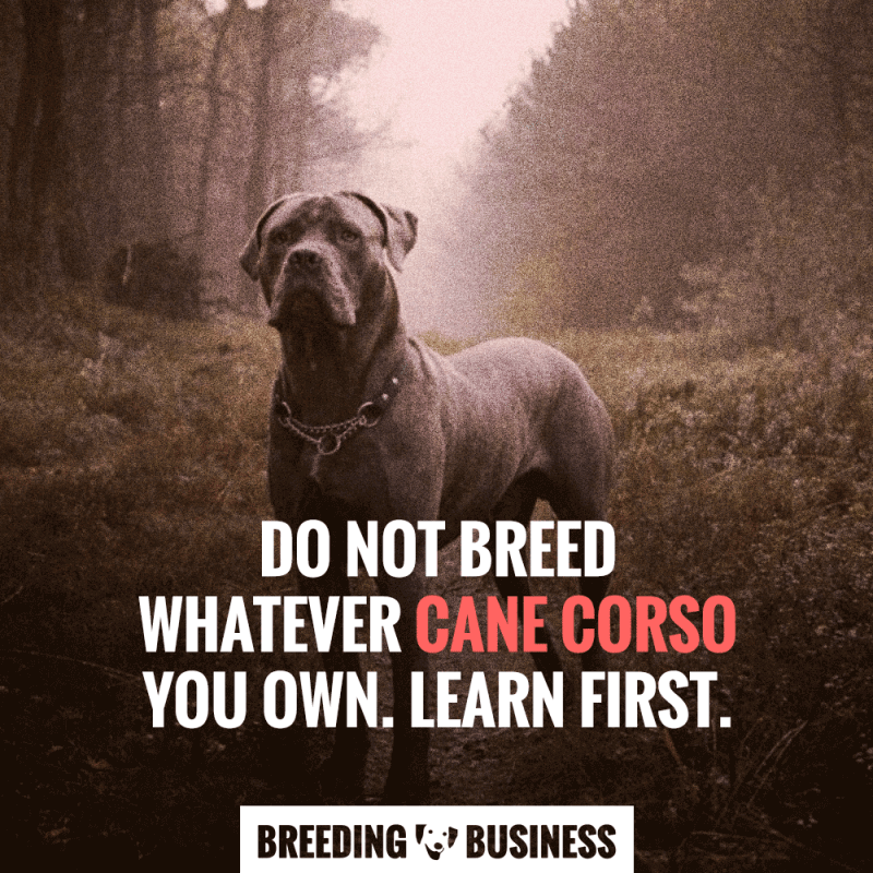 breeding quality cane corso